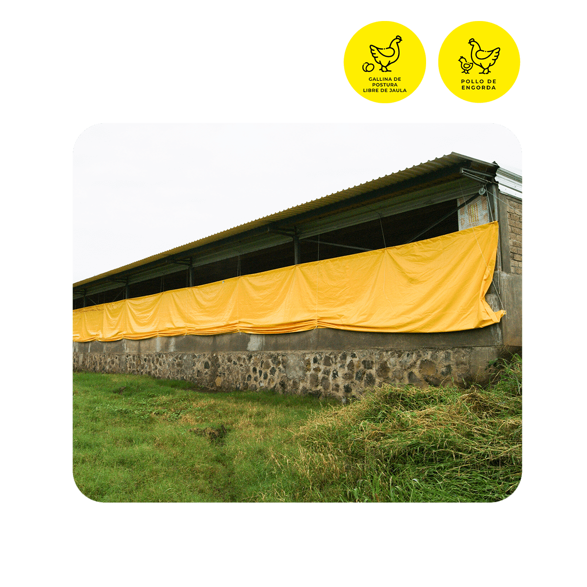 Cortinas para granja avícola